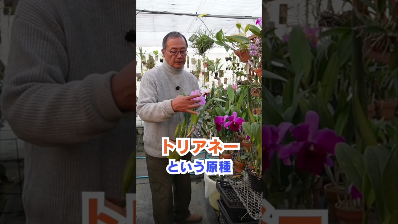 【洋蘭】トリアネー！[orchid]Triane!@seedpot368  #sheathch