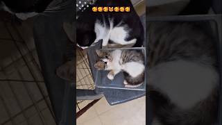 So Cute ..🥰😻 #shortsfeed #cute #shorts #kittens