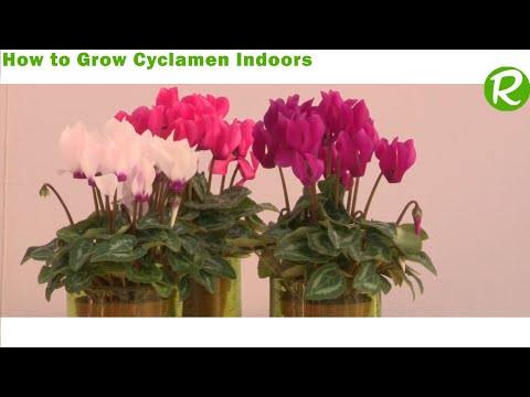 How to Grow Cyclamen Indoors in Fall and Winter