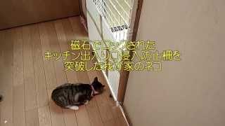 Youtube動画