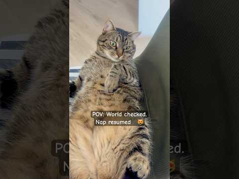 😸😸😸 #terry #cat #terrylife #buba #bubacat #georgia #batumicat #catlife #thecatterry #batumi