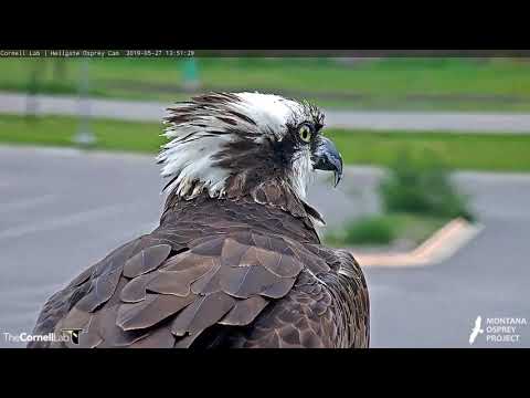Hellgate Osprey Iris.