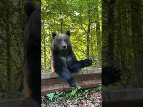 This Family Rescued a Bear Hit by a Car