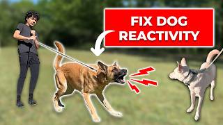 How to Fix Your Dog's Reactivity in 2026 (Free Guide)