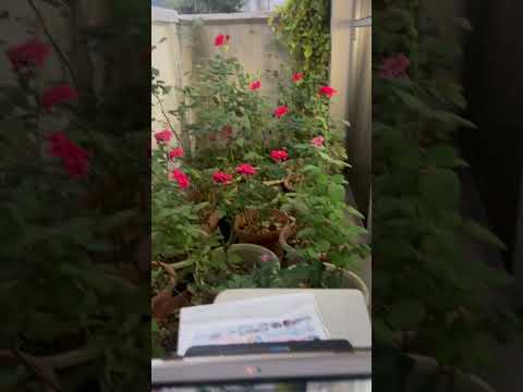 ベランダのつる性植物はどれ？成長が早く、メンテナンスの手間がかからない5つの開花種  庭園