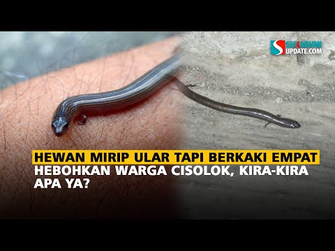 Hewan Mirip Ular Tapi Berkaki Empat Hebohkan Warga Cisolok, Kira-kira Apa Ya?
