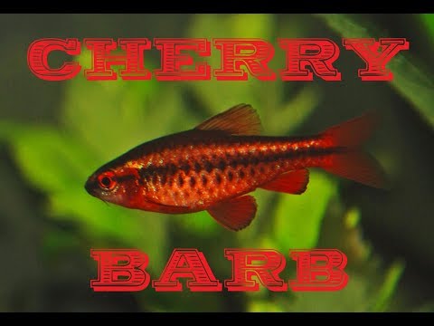 Cherry barb (Puntius titteya) — species profile