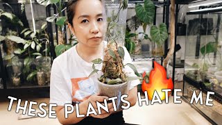 😊😊  plants that are currently testing my patience 😊😊