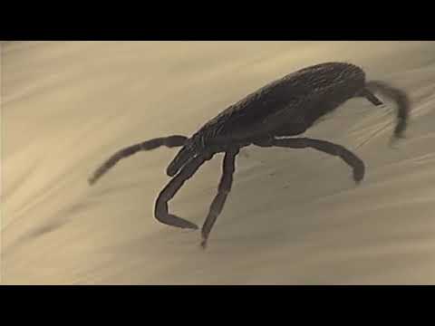 The Tick and the Bird