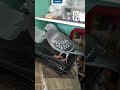 Chad Gaya Upar Re Gutur Gutur Gutur Gutur Save Wild Pigeon