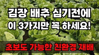배추 이렇게 심으세요! 밭 만들기 재배방법 병해충 관리까지 한 방에 끝!