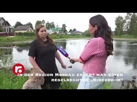 In der Region Moskau erlebt man einen regelrechten „Biberboom“