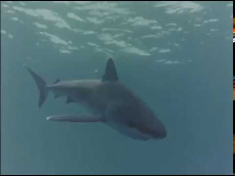 Sharks, Episode 2 of 37, Jacques Cousteau Odyssey: The real Life Aquatic