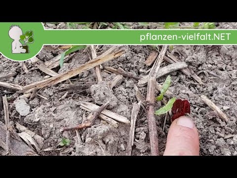 Japanischer Staudenknöterich - Erste Boten - 12.04.18 (Fallopia japonica)  - Wildpflanzen-Bestimmung