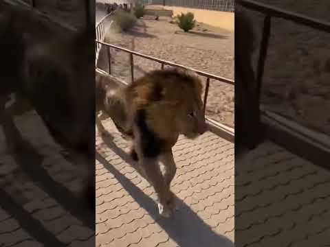 ​كنت بتمشى عادي فى حديقة الحيوان فجأة :POV (اهرب بسرعة!)