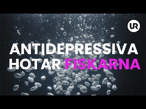 Antidepressiva hotar fiskarna - Sverige forskar