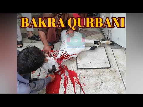 Bakra Qurbani | Goat Qurbani | Qurbani 2019 | Huge Bakra Qurbani