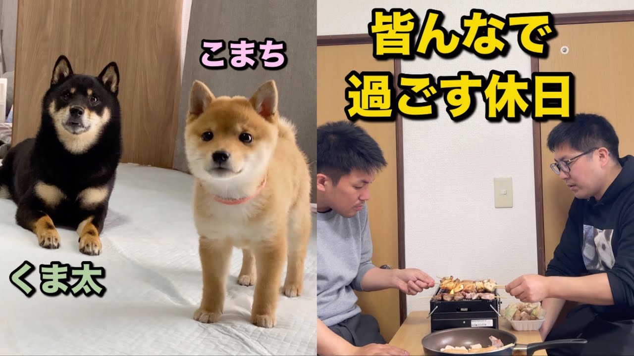 柴犬兄弟　くま太とこまち　皆んなで過ごす休日