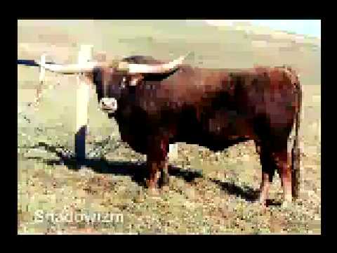Shadowizm  - Texas Longhorn Bull