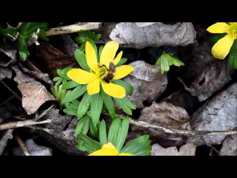Winterling (Eranthis hyemalis) Die Bienen begrüßen das neue Jahr