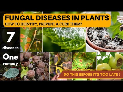 7 Fungal Diseases in Plants | One Fungicide to CURE them All