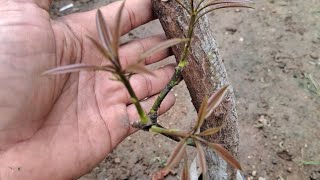 Download lagu Mengapa stek mangga jarang berhasil ini rahasianya mp3 Download lagu Mengapa stek mangga jarang berhasil ini rahasianya mp3