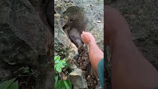 Download lagu sah surfiy menyatakan ayam ini siratu anak #shortvideo mp3 Download lagu sah surfiy menyatakan ayam ini siratu anak #shortvideo mp3