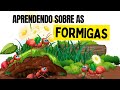 Aprendendo Sobre As FORMIGAS As Formigas São Um Grande Exemplo Vídeo Infantil Sobre As Formigas
