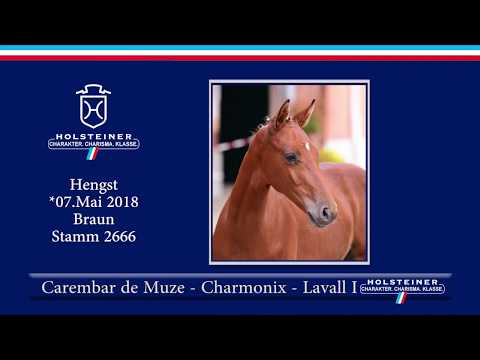 1. Holsteiner ONLINE-Fohlenauktion | Nr. 2 v. Carembar de Muze - Chamonix