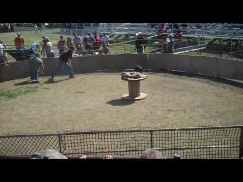 Wild Hog Catching Festival in Sabinal, TX