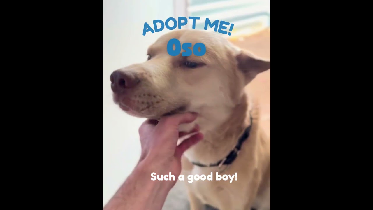 Enlarge Oso, a Adoptable mixed breed in Tucson, AZ video 6/6