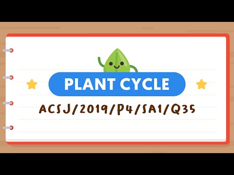 PSLE SCIENCE MADE SIMPLE EP43 | Plant Cycle | Arranging The Growth Of A Bean Plant 🌱
