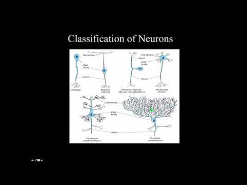 Nerve and Nervous System   Part 2