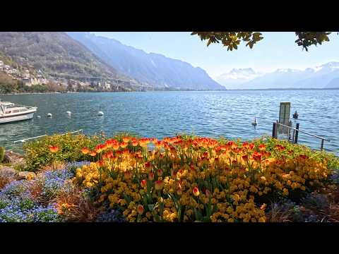 Spring Walk in Montreux | Lakeside Tulips & Swiss Riviera Views 🌷☀️🇨🇭 4K 60 FPS