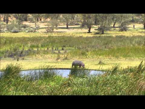 Tierbeobachtungen (Safari) in Tansania 2012 / Lions, Hyenas, Hippos ... at Tanzania Safari)