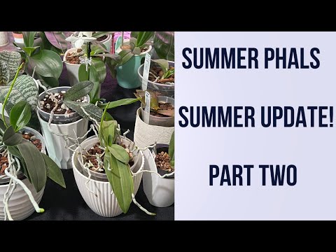 POLYCHILOS ORCHID UPDATE Polychilos (species and hybrids) update 2023