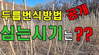 11월은 나무심기 좋아요. 두릅나무묘목 심는시기와 두릅나무 번식방법  알아보기
