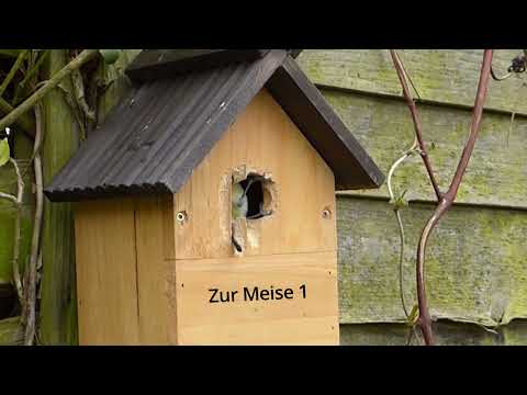 Radioshow Maximal mit DJ Happy Vibes - Kleine Meise (Jingle)