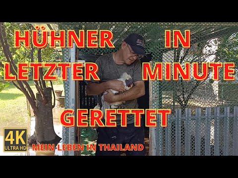 Hühner gerettet - Klimagerät im Wasser