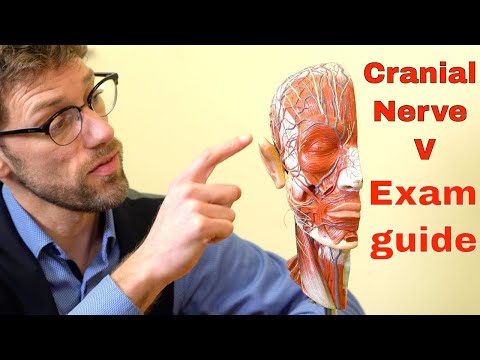 Cranial Nerve V: The Trigeminal Nerve – Your Ultimate Guide To Cranial Nerve Examination - Dr Gill