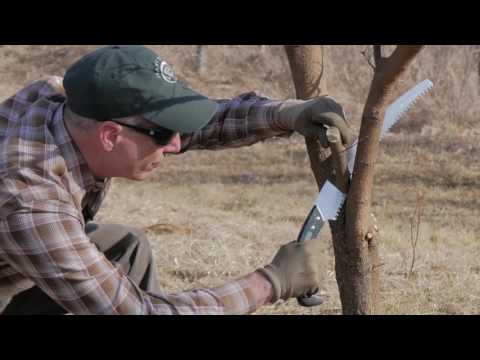 Ask an Arborist:  Why Do I Need to Prune?