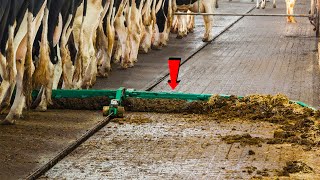 Incredible Modern Farming Milking Harvest Technology. Amazing Automatic Cow Farming Factory | Part-2