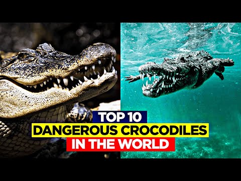 Top 10 Dangerous Crocodiles In The World