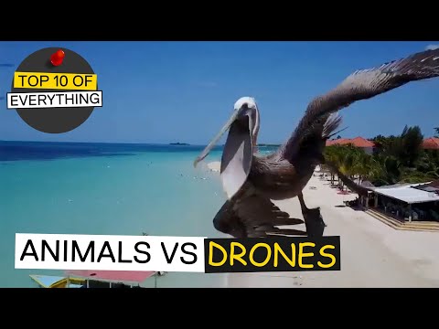 TOP 10 ANIMALS VS DRONE ENCOUNTERS
