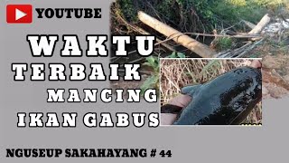 Download lagu WAKTU TERBAIK UNTUK MANCING IKAN GABUS || NS 44 mp3