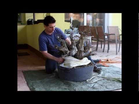 SandevBonsai - "Octopus" orientalis first potting