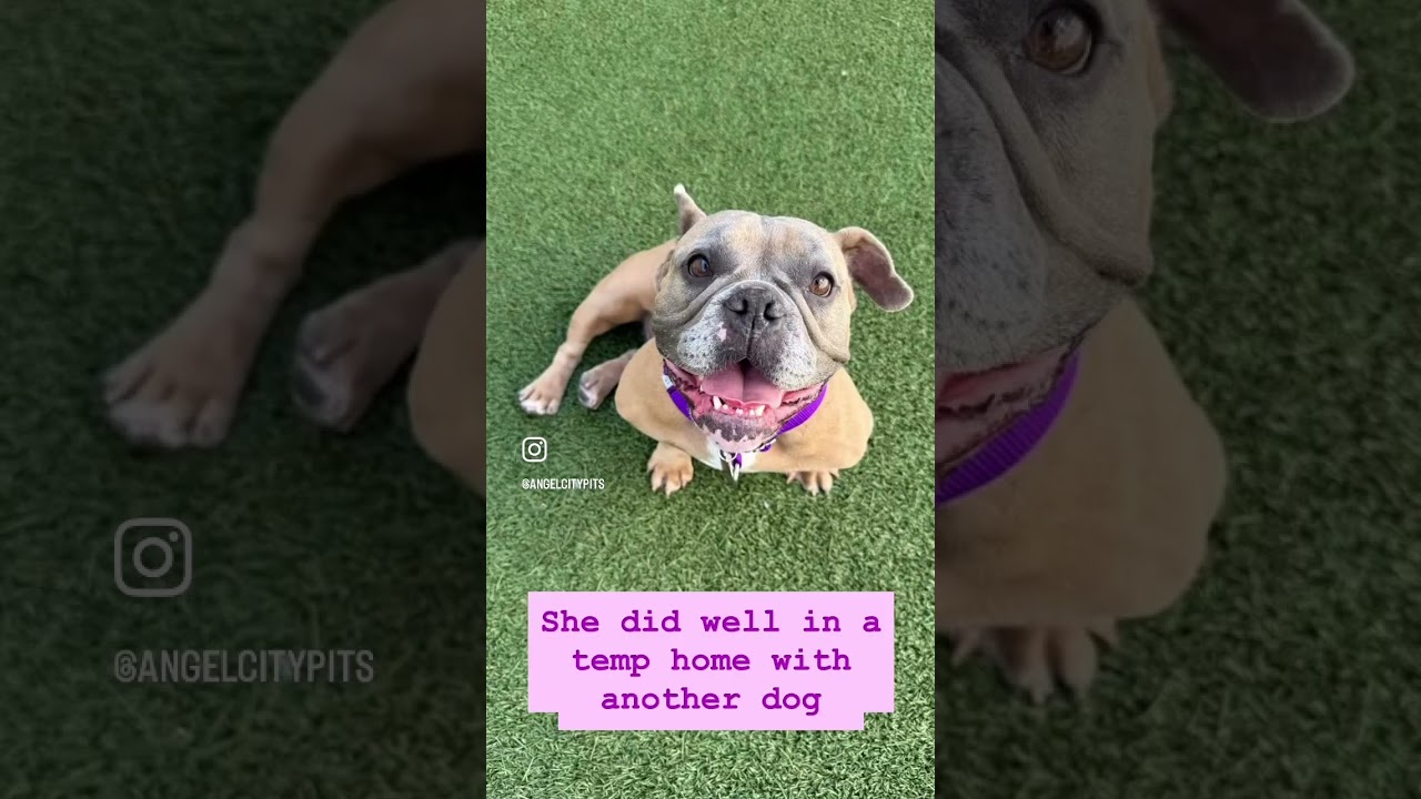 Enlarge Marmalade, a Adoptable English Bulldog in Los Angeles, CA video 3/3
