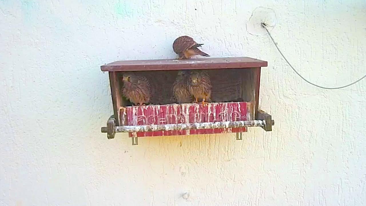 Live webcam view of Kestrel Nest Box at Dehme School