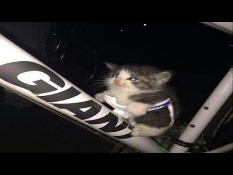 Cat memes that make me think about dogs