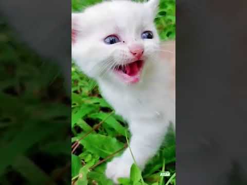 chhota billi mummy ko bula raha hai😓